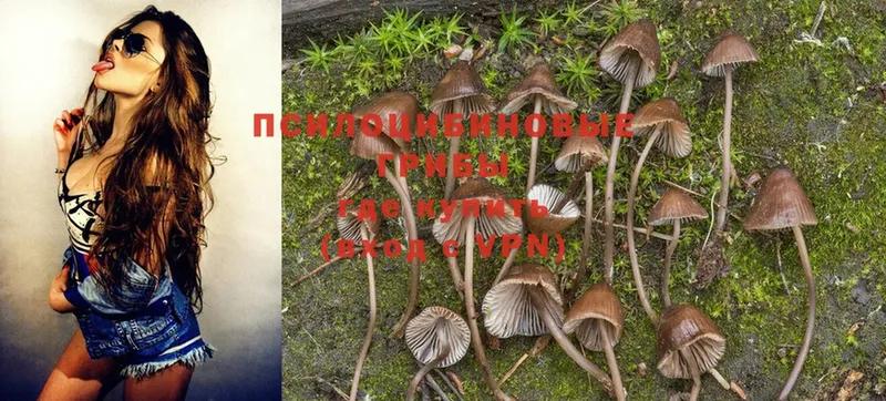 Галлюциногенные грибы Psilocybine cubensis  Избербаш 